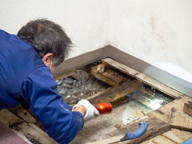Best Mold Cleaning Services  in Tonopah, NV