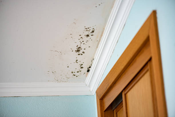 Best Certified Mold Removal  in Tonopah, NV
