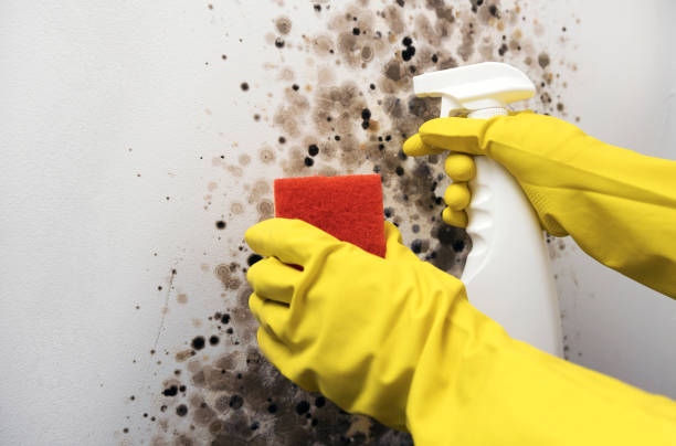 Best Office Mold Removal Services  in Tonopah, NV