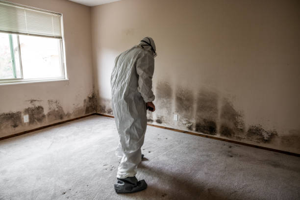 Best Toxic Mold Removal  in Tonopah, NV