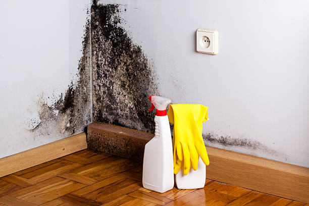 Mold Testing and Removal in Tonopah, NV