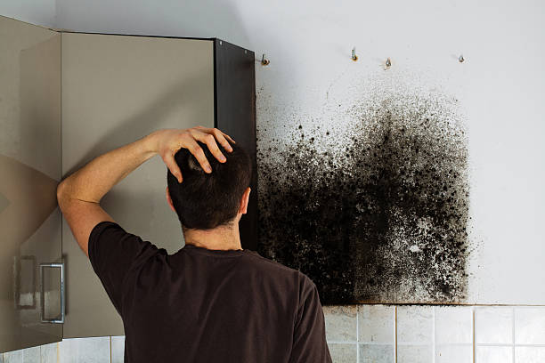 Professional Mold Removal in Tonopah, NV