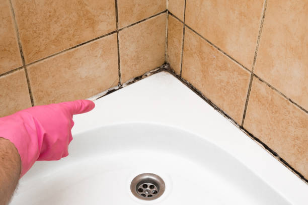 Best Mold Removal Process  in Tonopah, NV