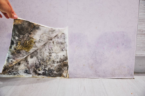 Best Emergency Mold Removal  in Tonopah, NV